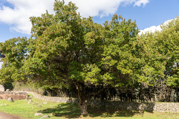 A large tree with green leaves is in front of a stone wall