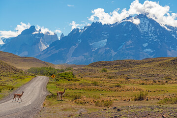 Naklejka premium Vicunas (Vicugna vicugna) crossing the road in Torres del Paine national park, Patagonia, Chile.