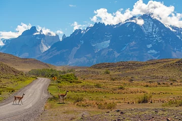 Photo sur Plexiglas Cuernos del Paine Vicunas (Vicugna vicugna) crossing the road in Torres del Paine national park, Patagonia, Chile.