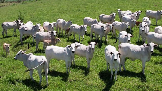 Nelore cattle in a green pasture on a farm in S&atilde;o Paulo, SP.