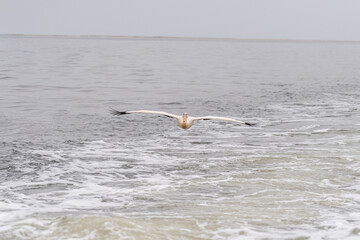 Telephoto shot of a great white pelican -Pelecanus onocrotalus- near Walvis Bay, Namibia