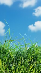 Obraz premium blue sky and grass
