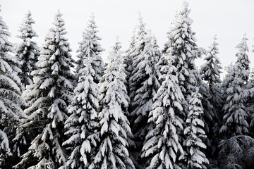 Fototapeta premium Snow-laden spruce forest