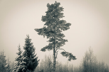Pine and spruce on a foggy day Ratuträsk/Robertsfors/Västerbotten