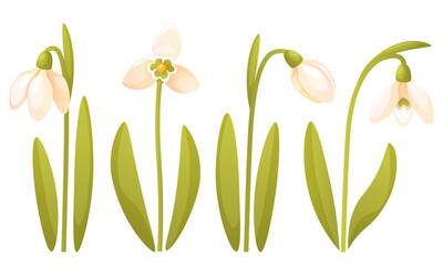 Set of different snowdrops on a white background. First spring flower, primrose. Snowdrop bud, snowdrop in bloom, on a stem with leaves. International Snowdrop Day. Vector botanical illustration.