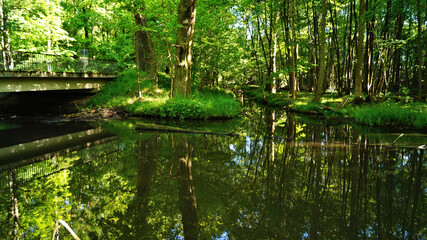 Obraz premium Wald mit Fluss und Brücke