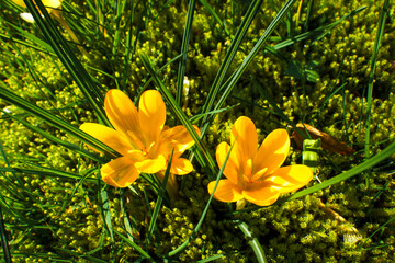 View of blooming crocuses in a clearing in the morning light. Close-up of beautiful blooming...