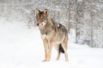 gray wolf standing on the snow in the forest