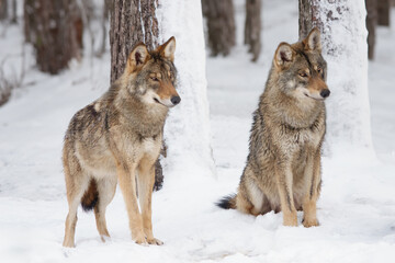 Obraz premium two gray wolf standing on the snow in the forest