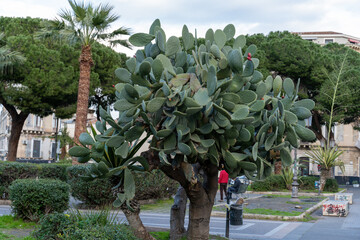 A large tree with a green plant growing out of it