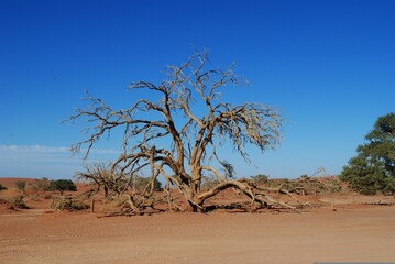 A solitary tree stands resilient amidst the arid desert landscape, its roots delving deep into the parched earth, a symbol of life and perseverance in the face of adversity.




 - obrazy, fototapety, plakaty