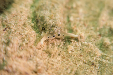 Plakobranchus Nudibranch

