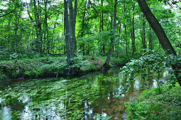 Fototapeta na wymiar Wald mit Fluss, Buckau, Nähe Malge, Ausflugsziel