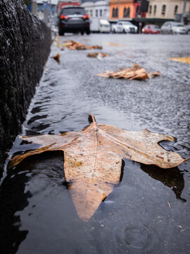 autumn leaves on the ground on a rainy day in Auckland NZ
