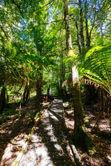 Old Growth Forest in Styx Valley Tasmania Australia