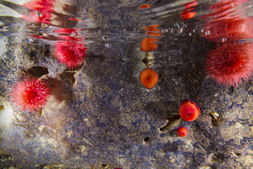 Sea tomatoes from the Mediterranean Sea © Sakis Lazarides