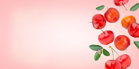 Acerola cherry with green leaves  isolated on pink color background. color background. Copy space...