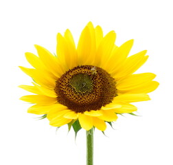 Yellow gorgeous sunflower with bee outdoors in sunshine, isolated against white background