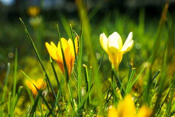 View of blooming crocuses in a clearing in the morning light. Close-up of beautiful blooming...