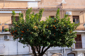 A tree with oranges on it is in front of a building
