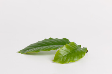 Fresh green coffee leaves on a white background