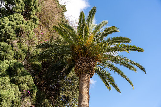 A palm tree is standing tall in front of a forest of trees