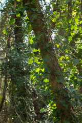 Cornish Forest View