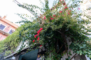 Fototapeta na wymiar A large bush with red flowers is growing on the side of a building