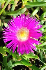 Obraz premium pink flower