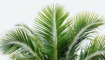 Fototapeta premium Green leaves palm isolated on white background for montage product display or design key visual layout.with clipping path..
