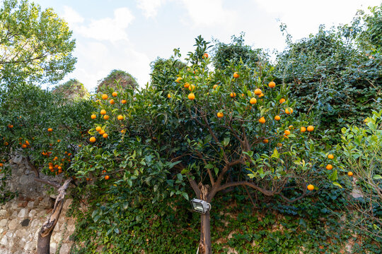 A tree with many oranges on it