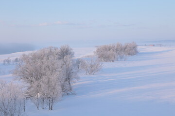 木々が霧氷で真っ白になった、河川敷の早朝風景