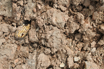 A corn cob on the ground. The texture of soil erosion after agricultural use. Clods of earth in an arable field.