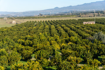 A large field of orange trees with a small building in the background