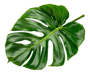 Lush green monstera leaf on transparent background - stock png.