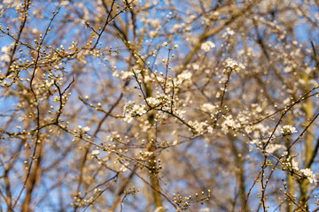 Wild apple flowers. Wild apple tree in bloom.