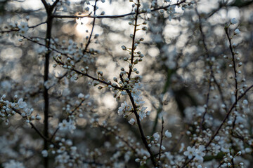 Wild apple flowers. Wild apple tree in bloom.