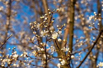 Wild apple flowers. Wild apple tree in bloom.