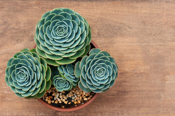 Succulent plant on wooden background. Top view. Selective focus. Copy space.