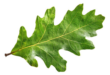 Green oak leaf with detailed veins on transparent background - stock png. - obrazy, fototapety, plakaty