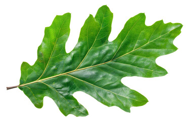 Green oak leaf with detailed veins on transparent background - stock png. - obrazy, fototapety, plakaty