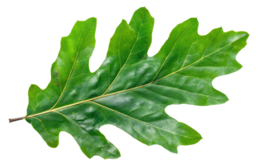 Green oak leaf with detailed veins on transparent background - stock png.
