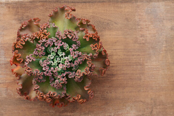 Succulent plant on wooden background. Top view. Selective focus. Copy space.