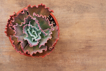 Succulent plant on wooden background. Top view. Selective focus. Copy space.