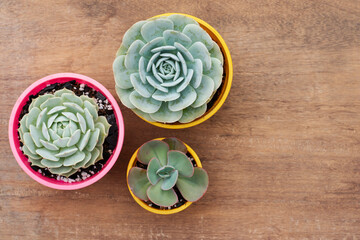 Succulent plant on wooden background. Top view. Selective focus. Copy space.