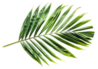 Vibrant green palm leaf on transparent background - stock png.