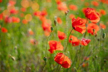 Red poppy flowers field on natural green sunny background. Copy space