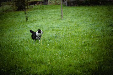 Naklejka na ściany i meble Border collie running in a green field