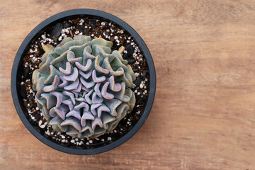 Succulent plant on wooden background. Top view. Selective focus. Copy space.