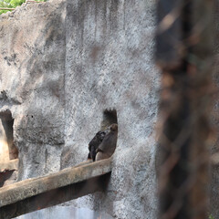 A family of great apes sitting together in a wildlife park.
